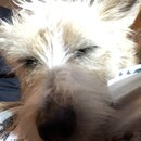 Atticus Finch! (994393)