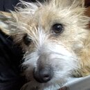 Atticus Finch! (993292)