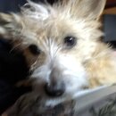 Atticus Finch! (996783)