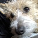 Atticus Finch! (996228)