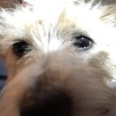 Atticus Finch! (995546)