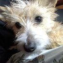 Atticus Finch! (994896)