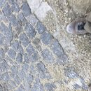 GÃ¶reme AÃ§Ä±k Hava MÃ¼zesi (986544)