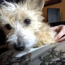 Atticus Finch! (996508)