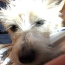 Atticus Finch! (997362)