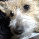 Atticus Finch! (996044)