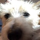 Atticus Finch! (994564)