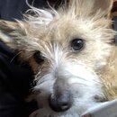 Atticus Finch! (997055)