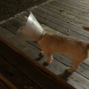 Atticus Finch! (984824)