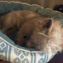 Atticus Finch! (984399)