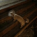 Atticus Finch! (992927)