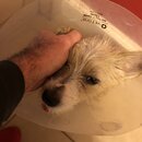 Atticus Finch! (981502)