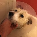 Atticus Finch! (981811)