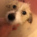 Atticus Finch! (989774)