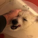 Atticus Finch! (987680)