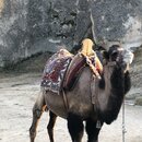 The Fairy Rocks of Cappadocia (986452)
