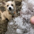 Frost Day in Austin (987605)