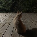 Atticus Finch! (992240)