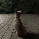 Atticus Finch! (986105)