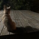 Atticus Finch! (991253)