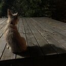 Atticus Finch! (989315)