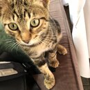 Walking Around Istanbul (983643)