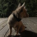 Atticus Finch! (990552)