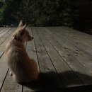 Atticus Finch! (993170)