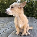 Atticus Finch! (984834)