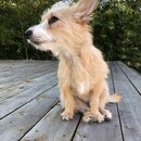 Atticus Finch! (986071)