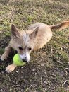 Atti Playing with a Tennis Ball (991863)
