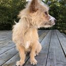 Atticus Finch! (986735)