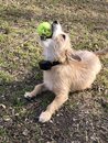 Atti Playing with a Tennis Ball (985554)