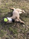 Atti Playing with a Tennis Ball (982160)