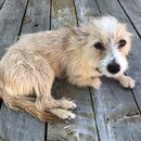 Atticus Finch! (983827)