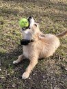 Atti Playing with a Tennis Ball (988283)