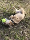 Atti Playing with a Tennis Ball (990582)