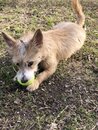 Atti Playing with a Tennis Ball (981736)