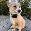 Atticus Finch! (987765)