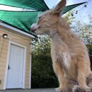 Atticus Finch! (992726)