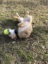 Atti Playing with a Tennis Ball (984286)