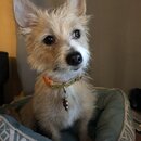 Atticus Finch! (986879)