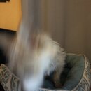 Atticus Finch! (983037)