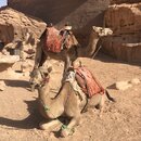 Day Trip in Wadi Rum with Al Rahayeb (987484)