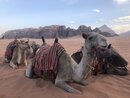 Day Trip in Wadi Rum with Al Rahayeb (985097)