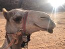 Day Trip in Wadi Rum with Al Rahayeb (992070)