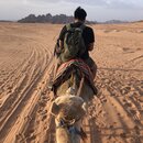 Day Trip in Wadi Rum with Al Rahayeb (990509)
