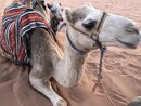 Day Trip in Wadi Rum with Al Rahayeb (981780)