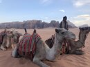 Day Trip in Wadi Rum with Al Rahayeb (989063)
