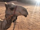 Day Trip in Wadi Rum with Al Rahayeb (986890)